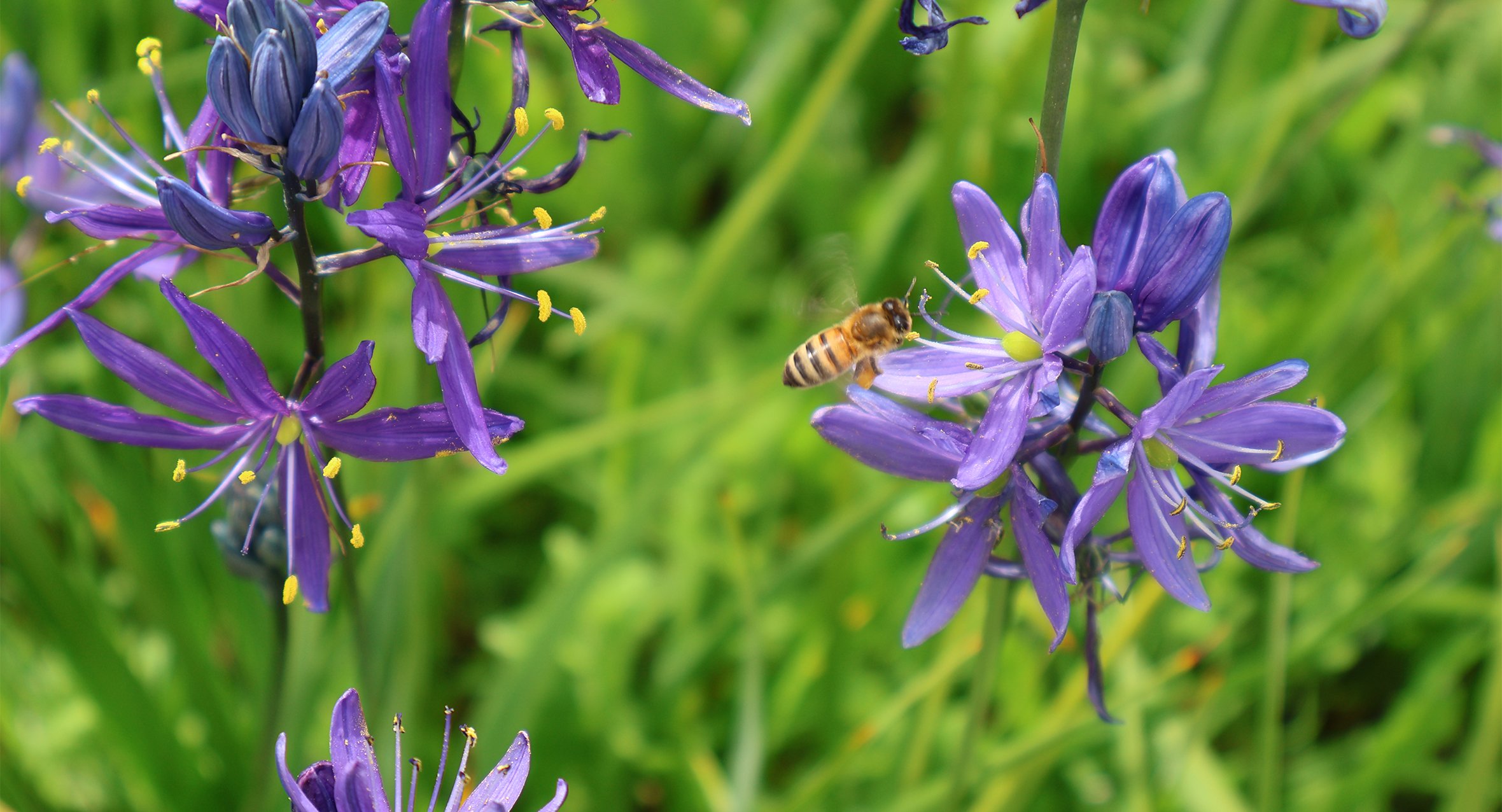 Camas Bee