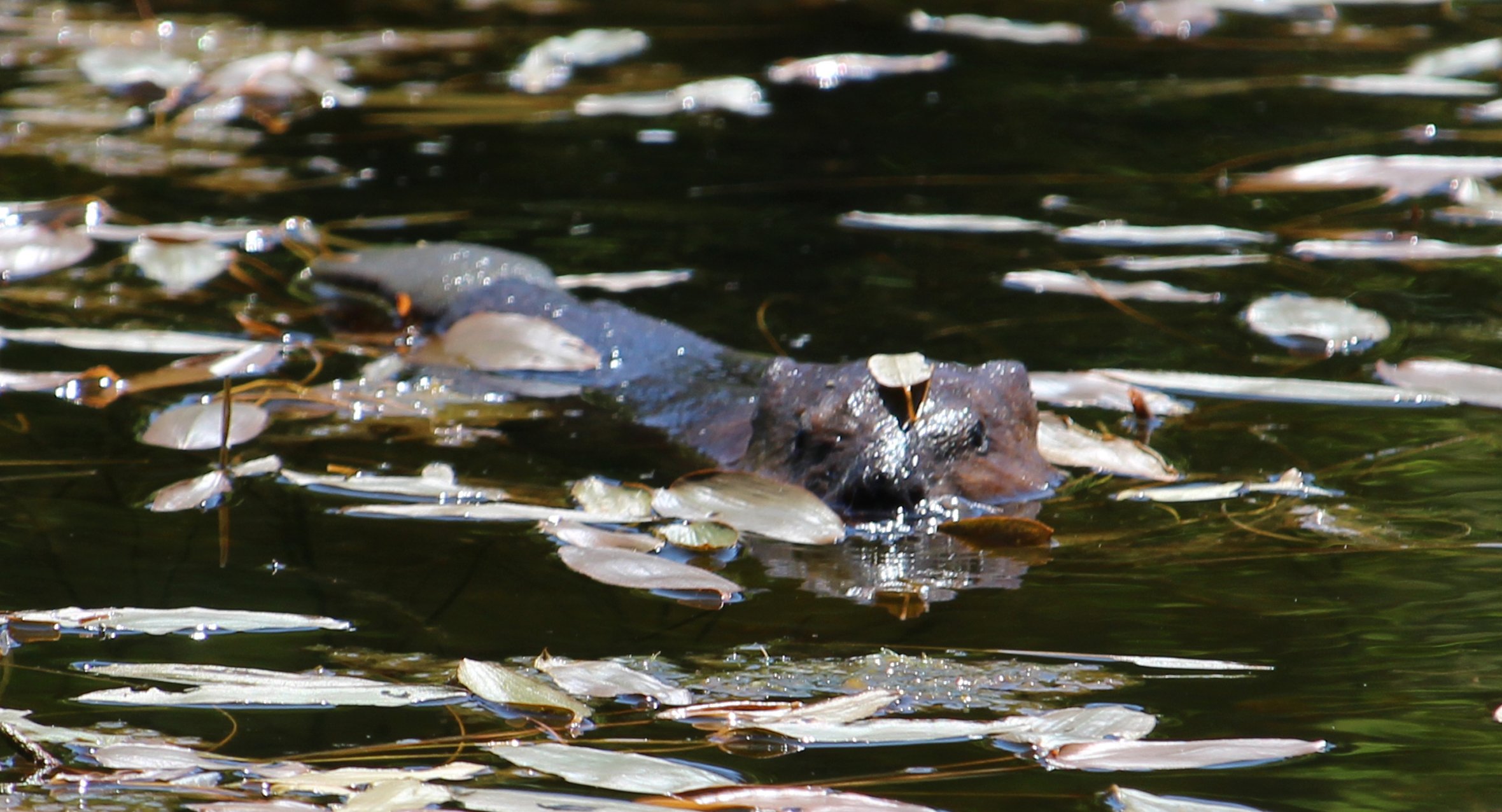 Beaver in a body of water